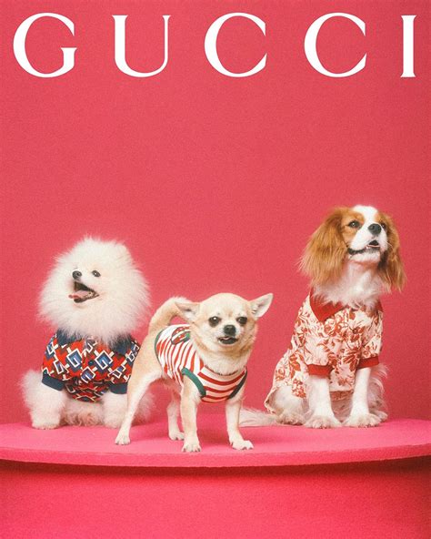 gucci pet meisje|Gucci pet collection.